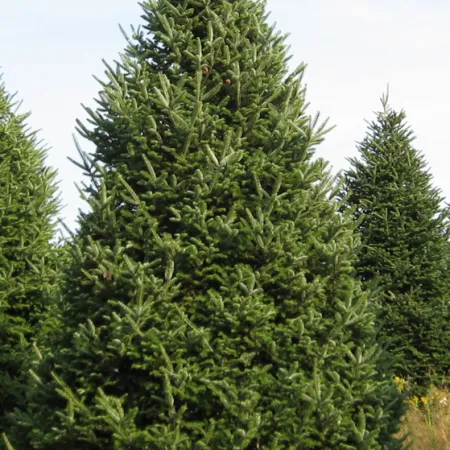 Fir Balsam Floral Absolute Oil 1